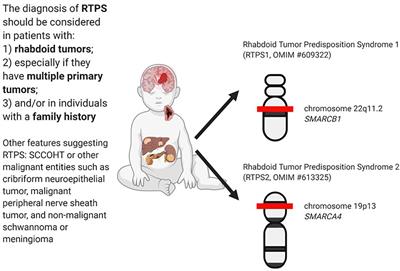Rhabdoid Tumor Predisposition Syndrome: From Clinical Suspicion to General Management